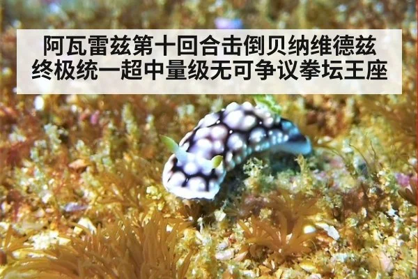 阿瓦雷兹第十回合击倒贝纳维德兹 终极统一超中量级无可争议拳坛王座